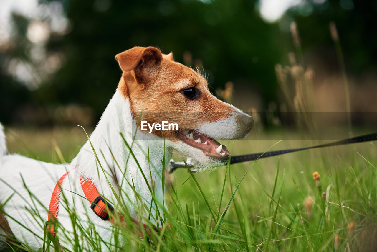 Dog on grass in a summer day. jack russel terrier puppy portrait