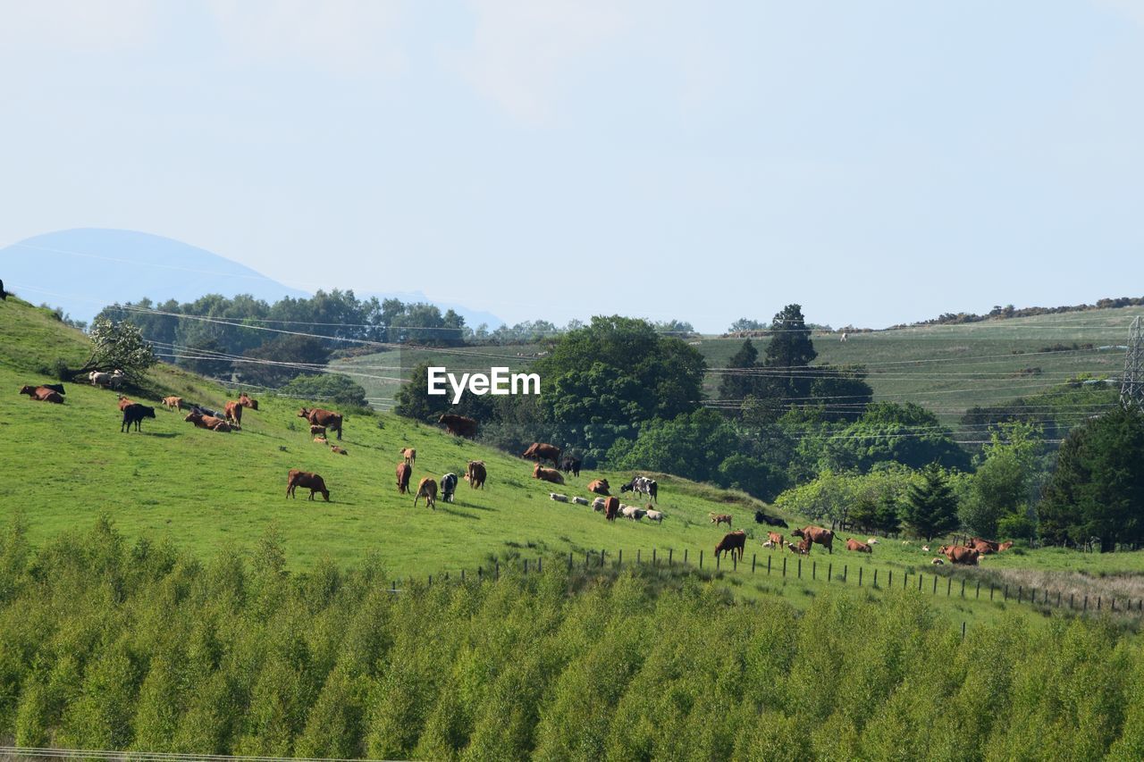 People on grassy field