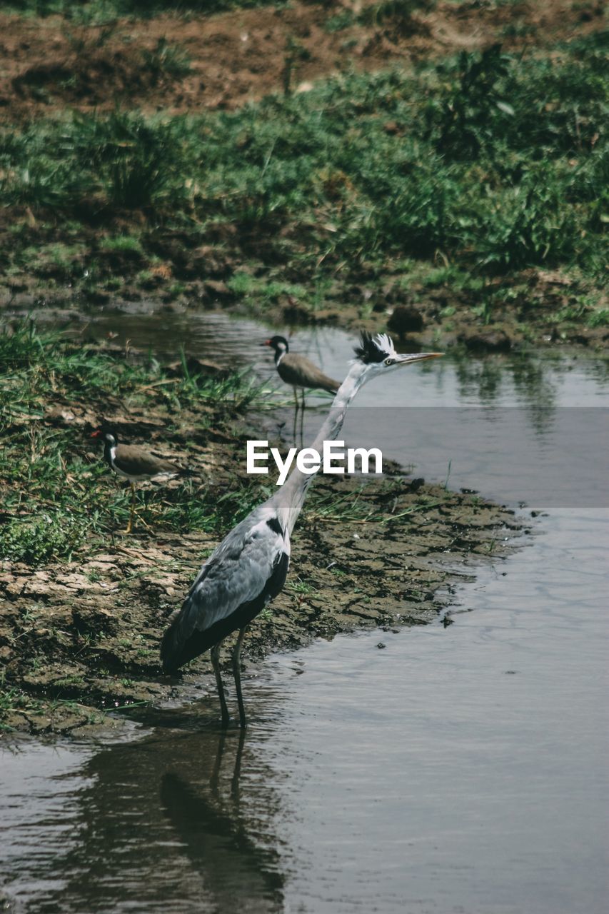 HERON PERCHING ON LAKE