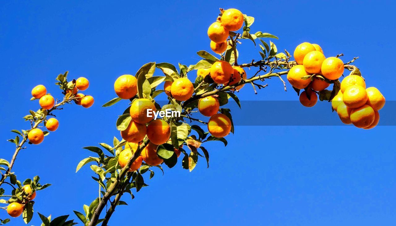 Low angle view of fruits growing on tree against clear blue sky