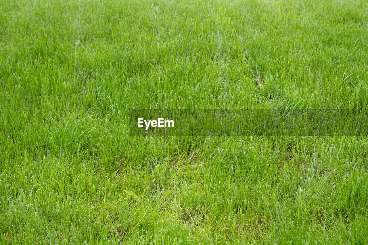 PLANTS GROWING ON GRASSY FIELD