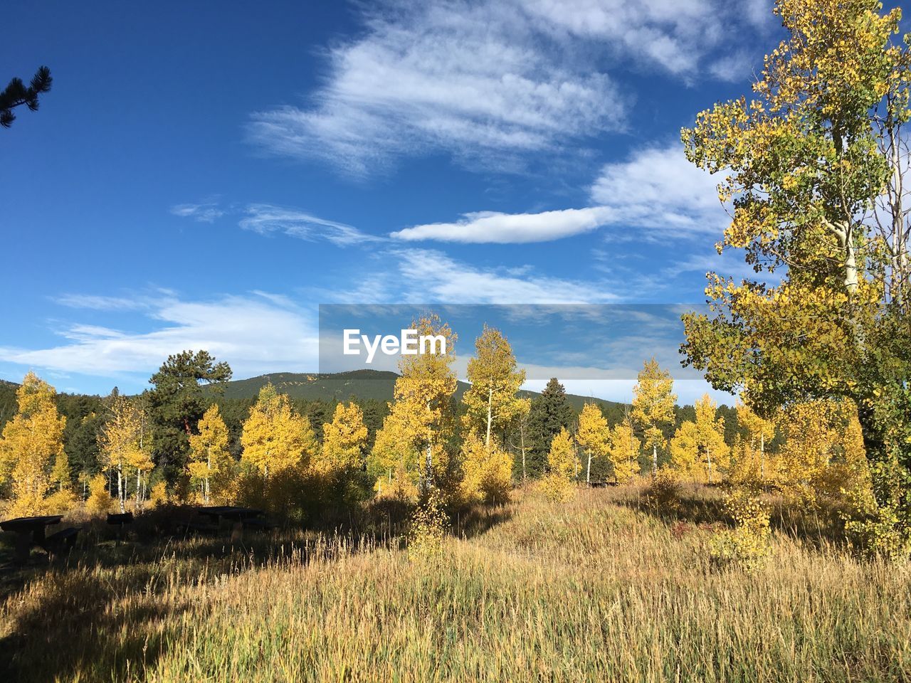 Trees on field against sky