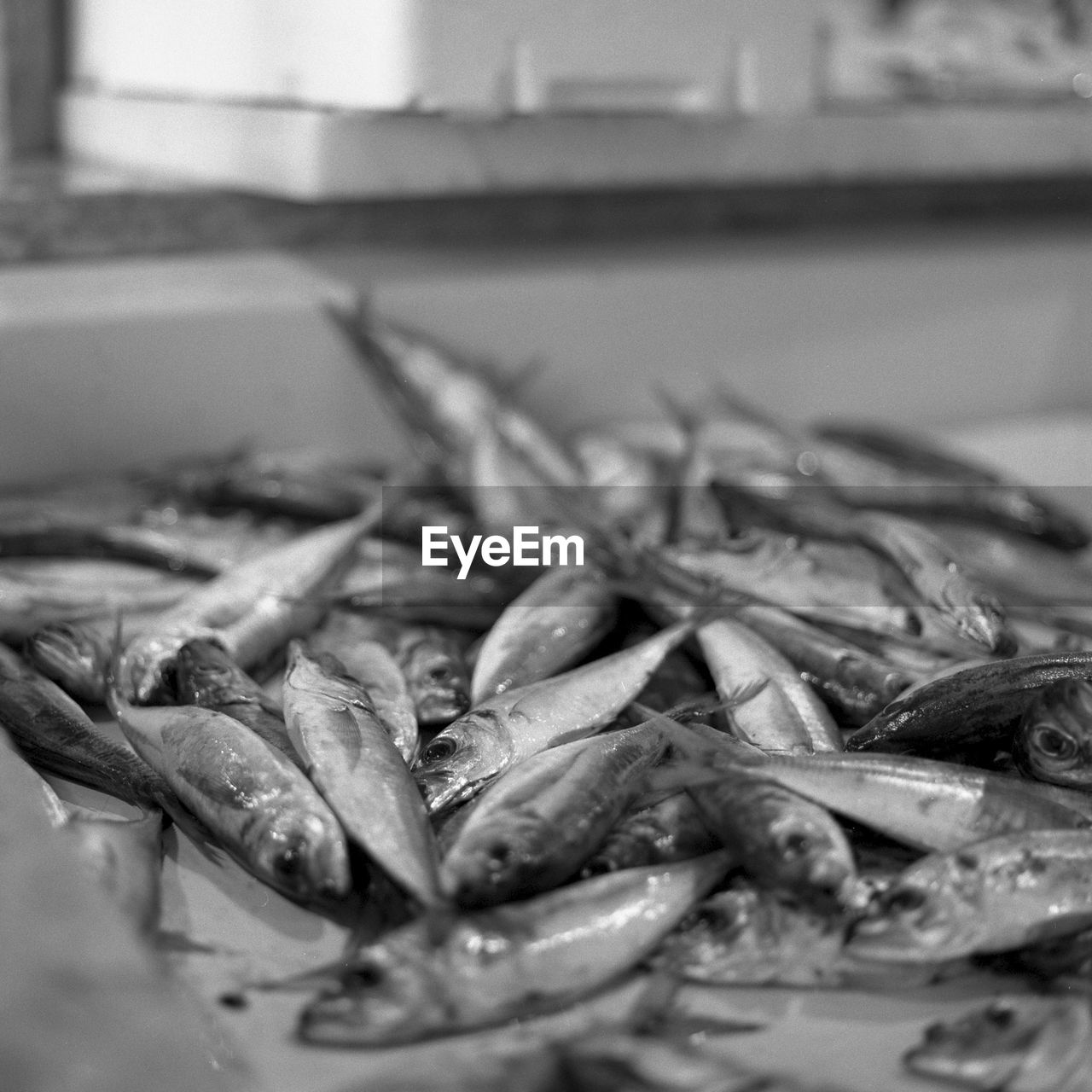 CLOSE-UP OF FISH FOR SALE AT MARKET