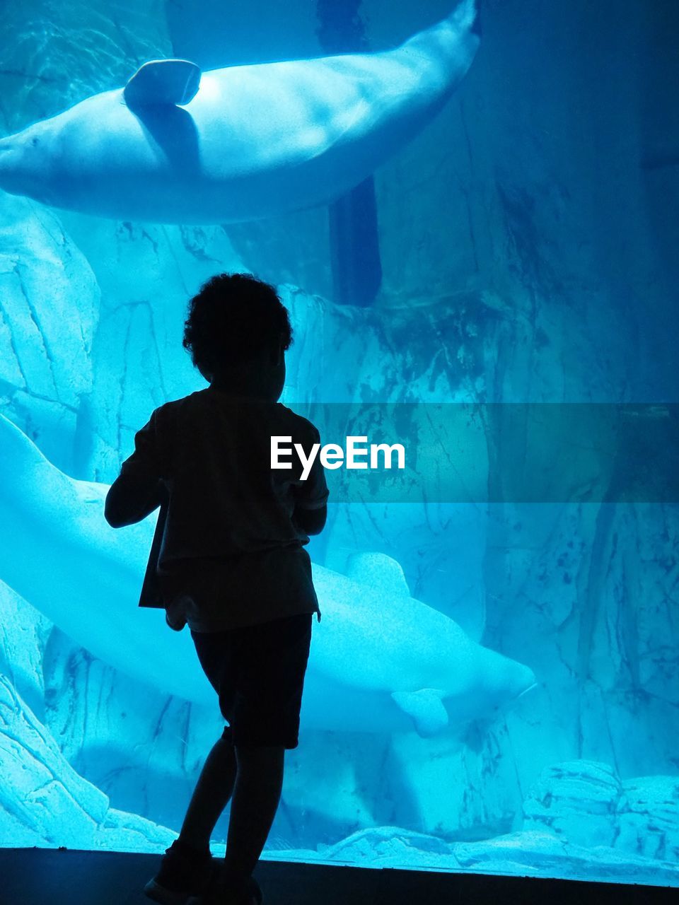 Rear view of silhouette boy standing at aquarium