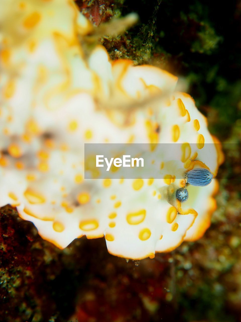 CLOSE-UP OF CORAL IN SEA