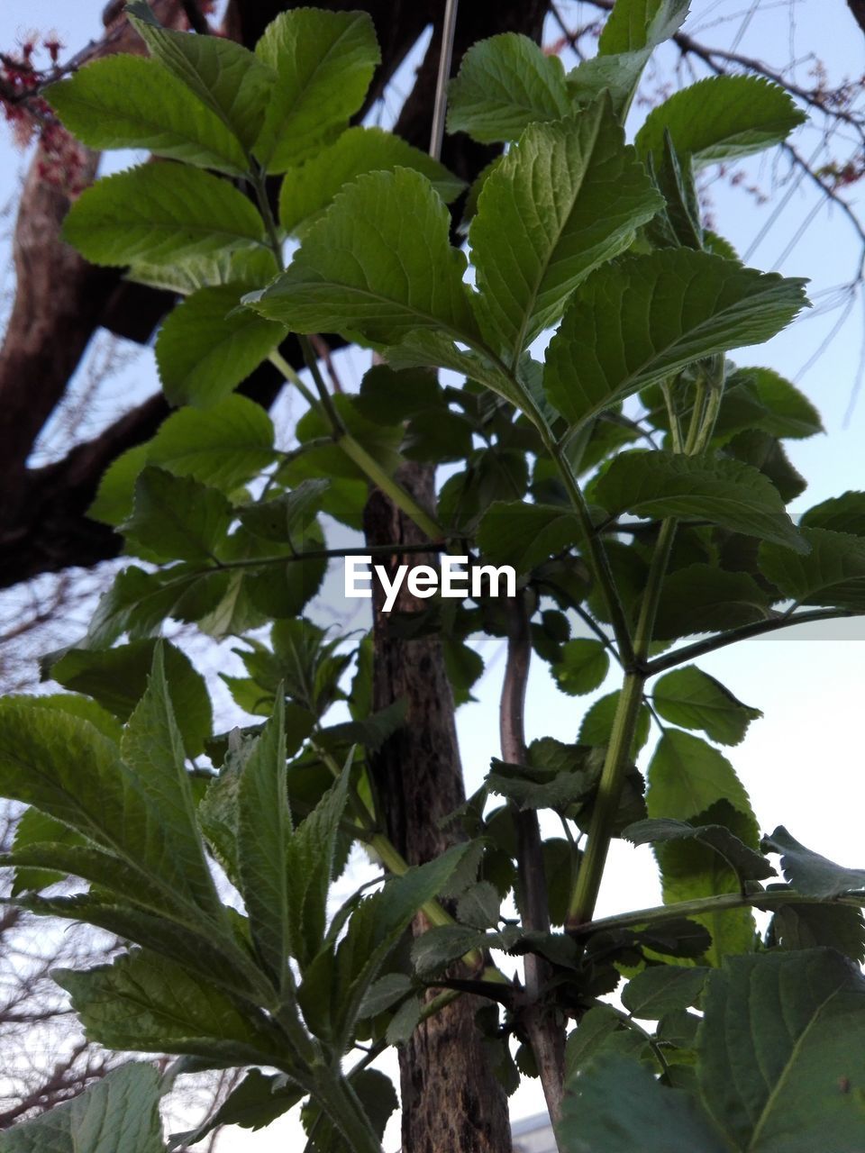 LOW ANGLE VIEW OF GREEN TREE