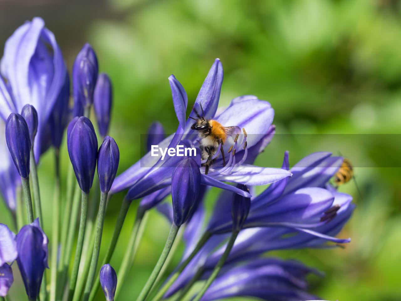 CLOSE-UP OF BEE ON PURPLE FLOWERS