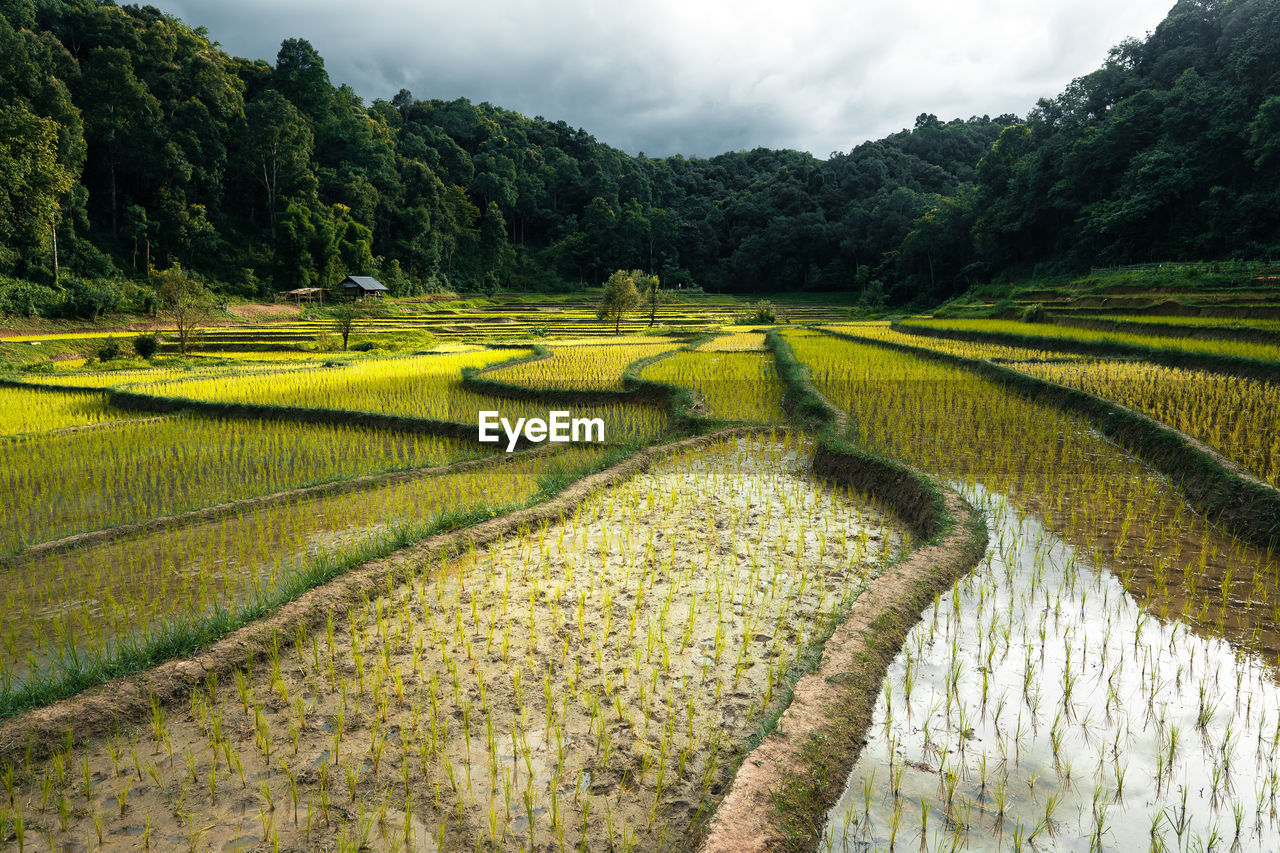 Scenic view of rice field against sky