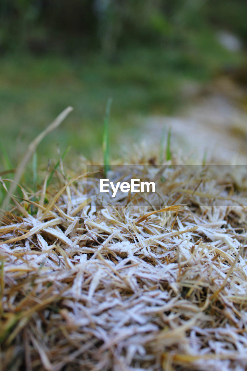 Close-up of frosted grass on field