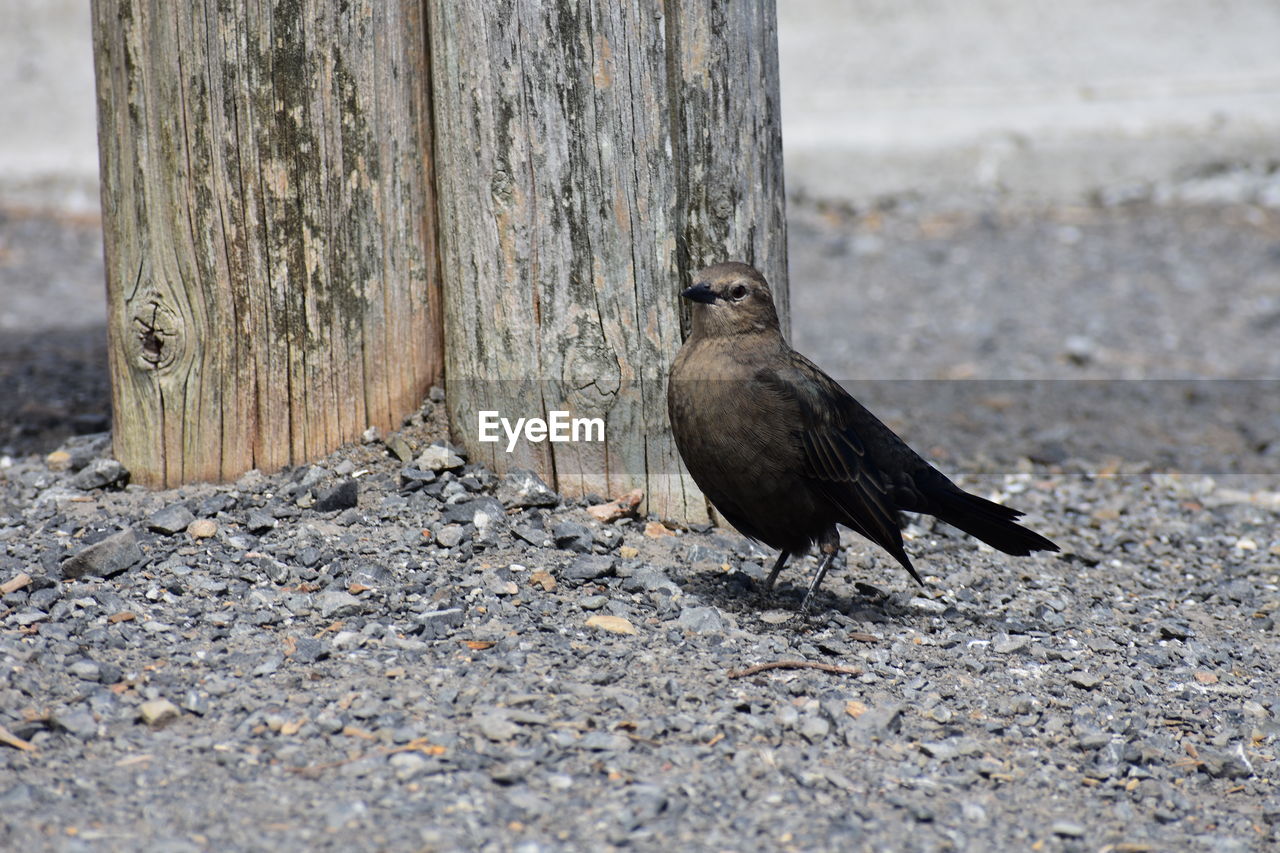 Close-up of bird at tree trunk