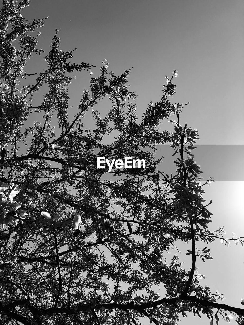 LOW ANGLE VIEW OF FLOWERING PLANTS AGAINST SKY