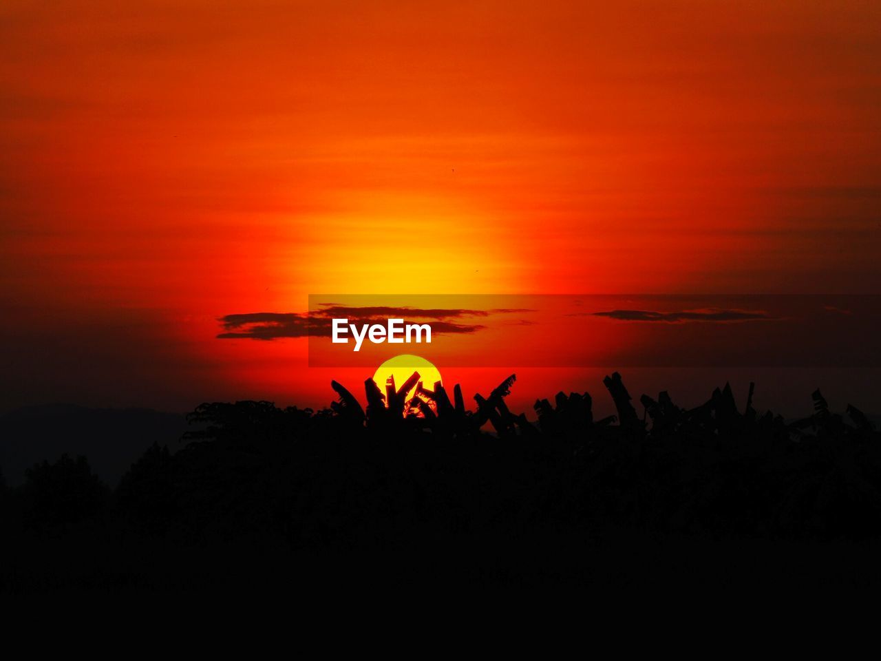 SILHOUETTE PLANT AGAINST ORANGE SKY