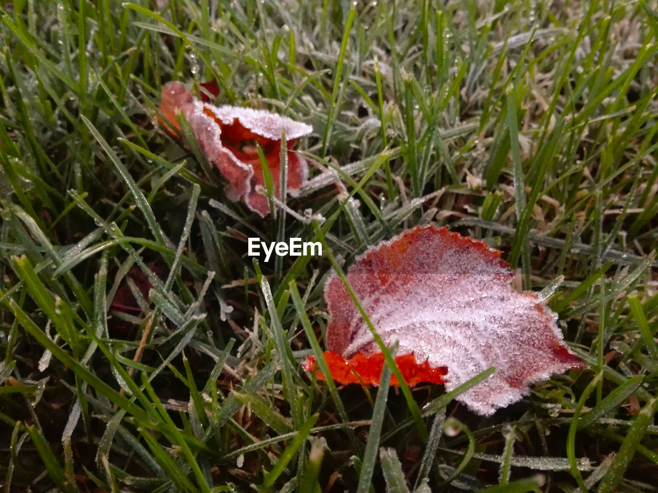 Close-up of mushroom on field