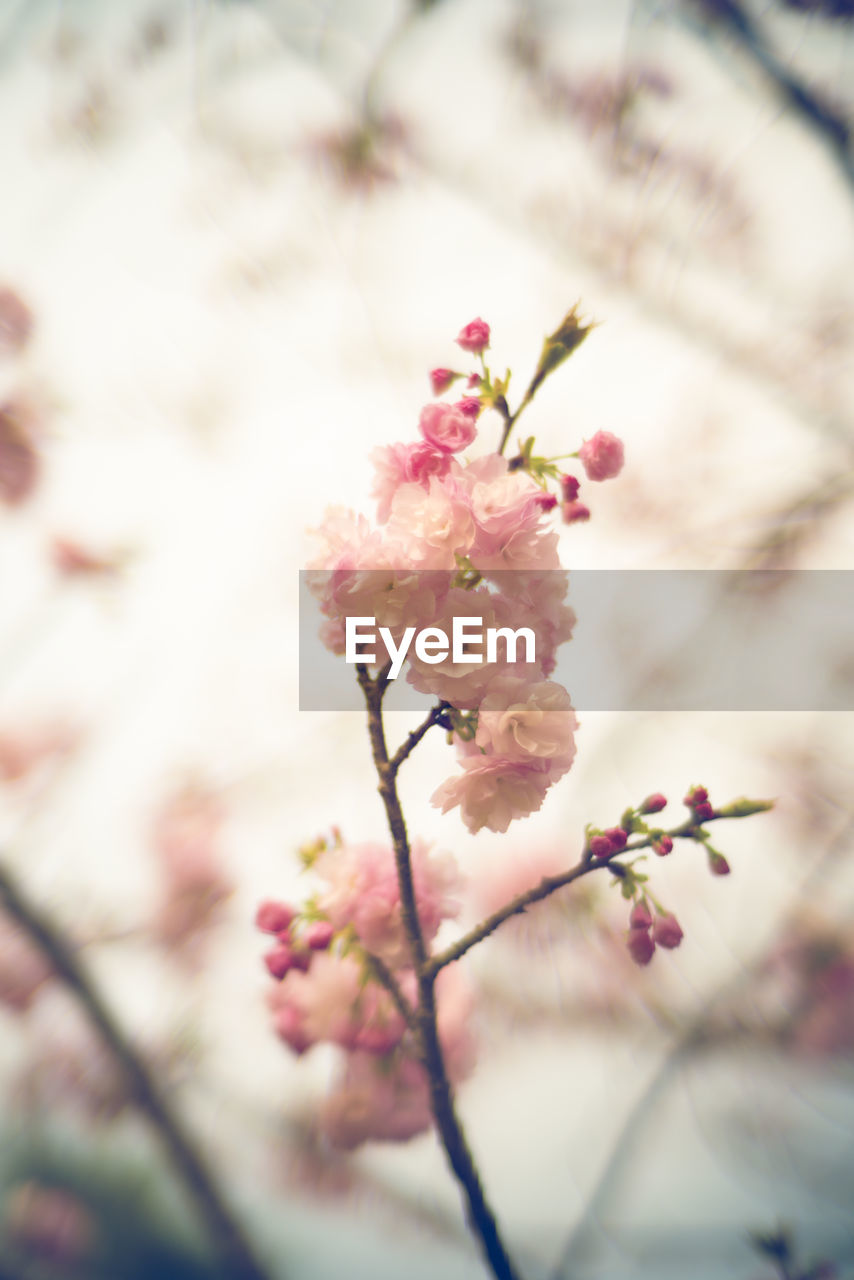CLOSE-UP OF PINK CHERRY BLOSSOM FLOWERS