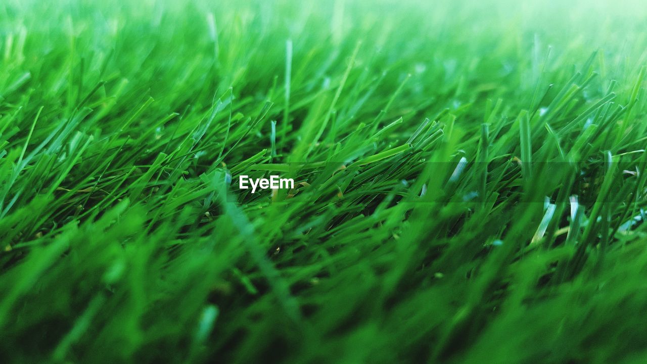 Close-up of grassy field