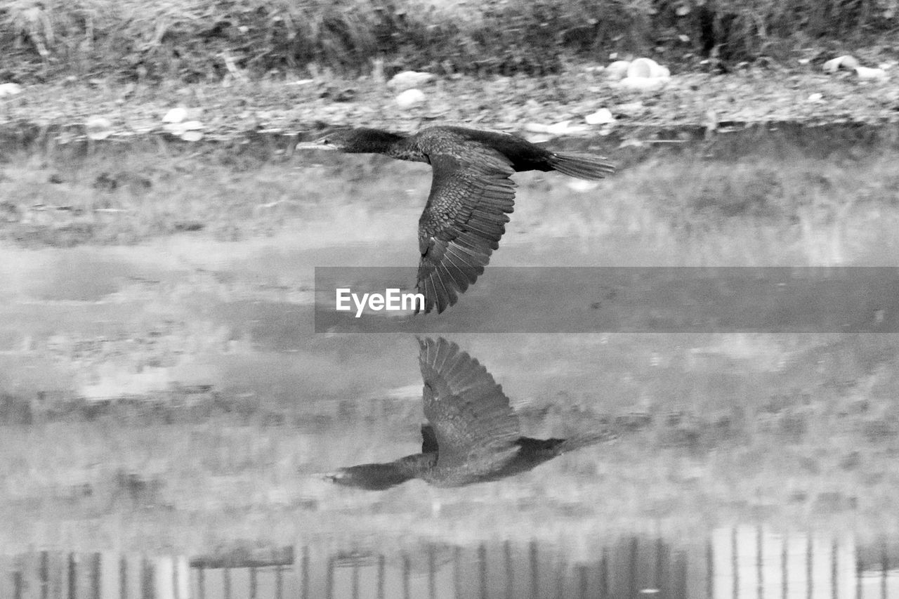 VIEW OF SEAGULL FLYING OVER LAKE