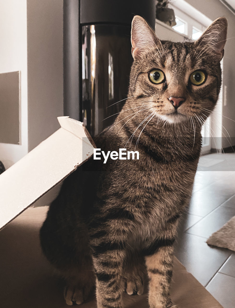 pet, domestic animals, animal, animal themes, mammal, cat, domestic cat, one animal, feline, indoors, whiskers, black, portrait, small to medium-sized cats, felidae, sitting, no people, looking at camera, home interior, looking