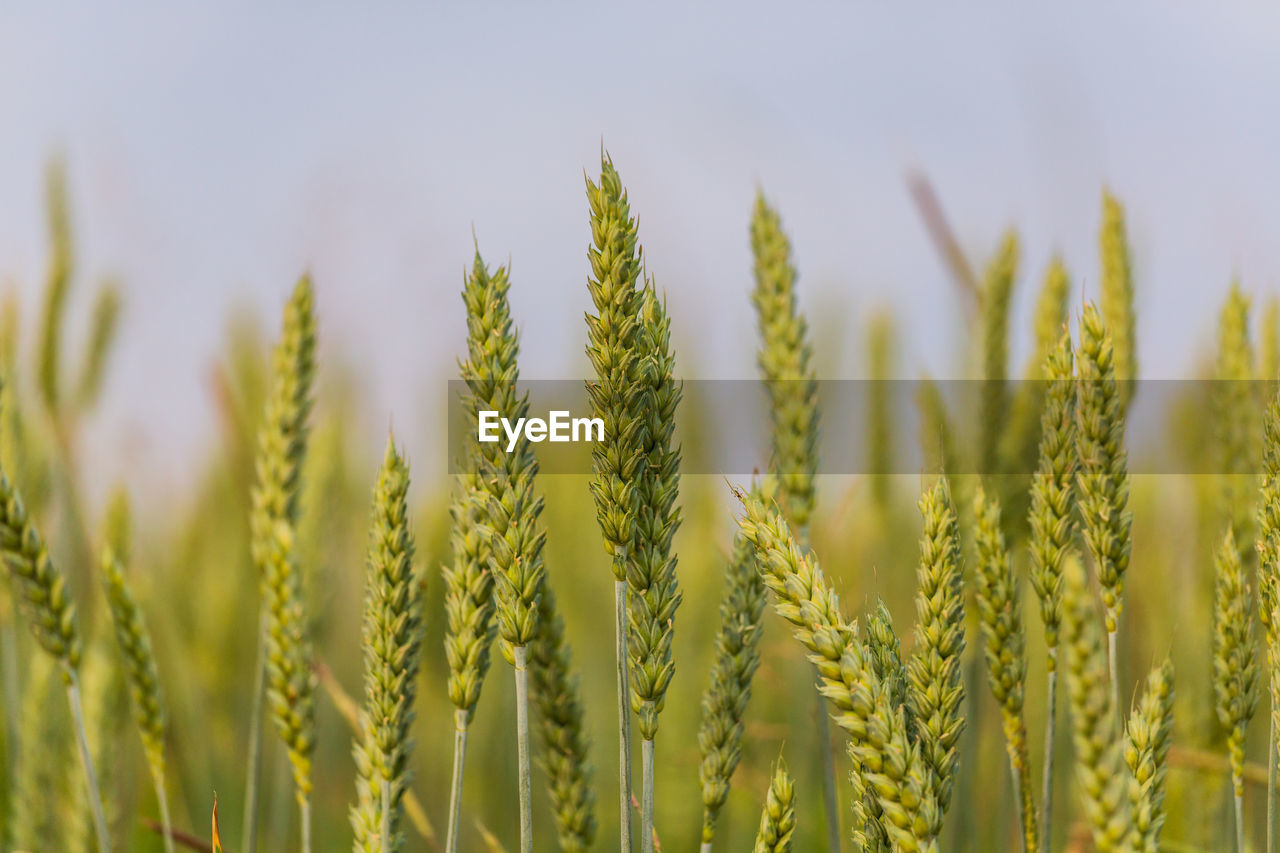 Corn field in po valley countryside, italy