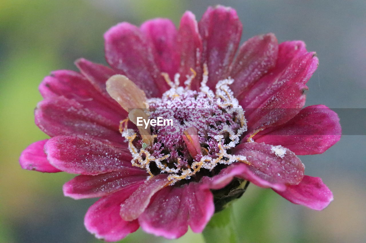 Close-up of pink rose flower