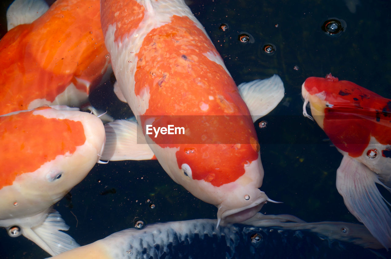 CLOSE-UP OF FISH SWIMMING IN WATER