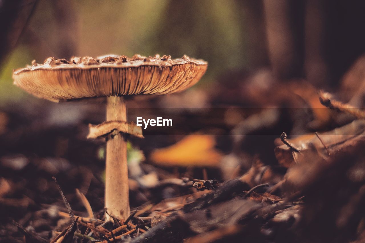 Close-up of mushroom growing on field