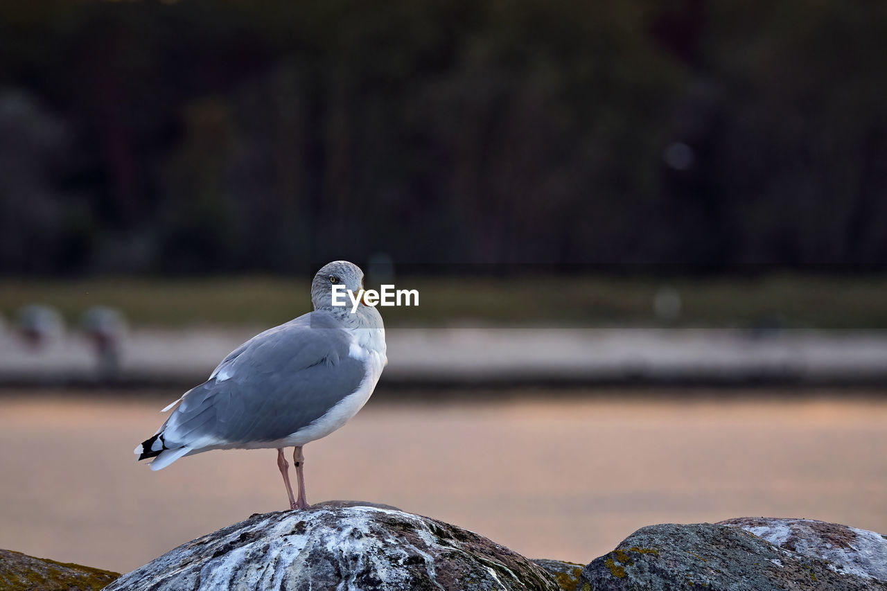 CLOSE-UP OF SEAGULL PERCHING ON ROCK AGAINST BLURRED BACKGROUND