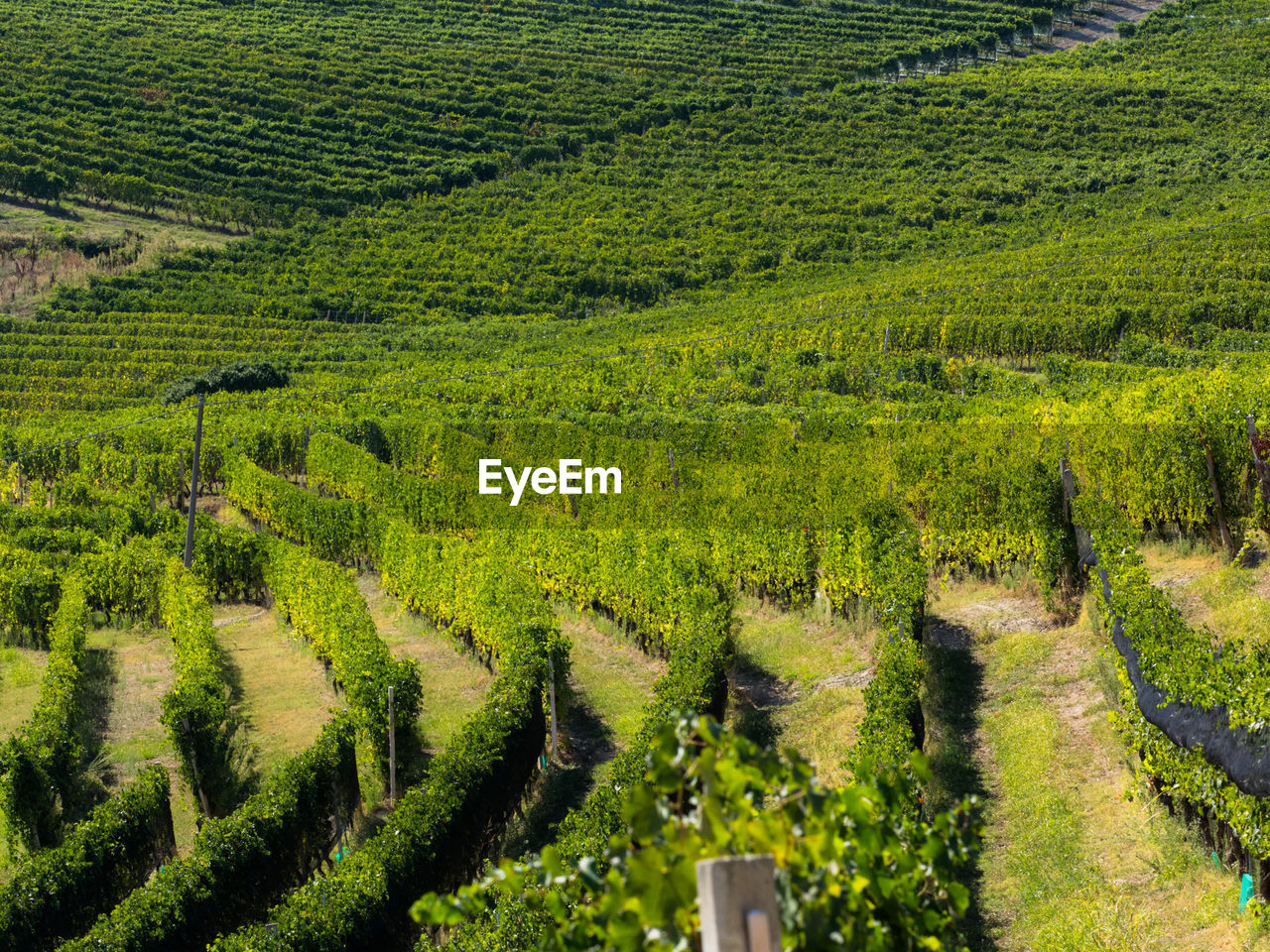 HIGH ANGLE VIEW OF VINEYARD IN FIELD