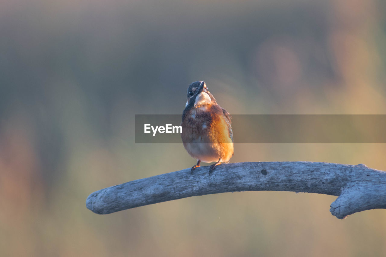 CLOSE-UP OF BIRD PERCHING ON BRANCH IN SNOW