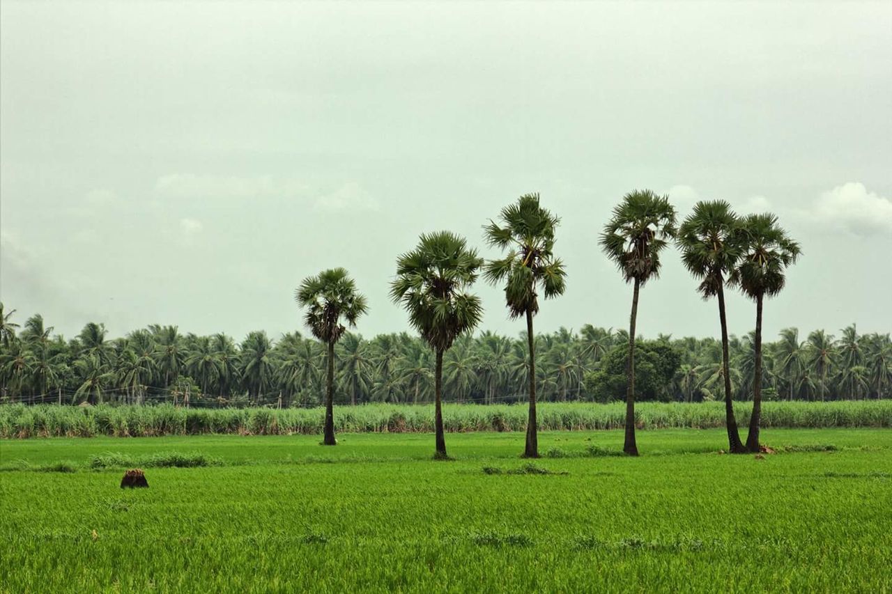 Scenic view of grassy field against cloudy sky