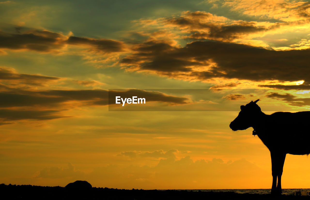 Silhouette goat against yellow sky during sunset