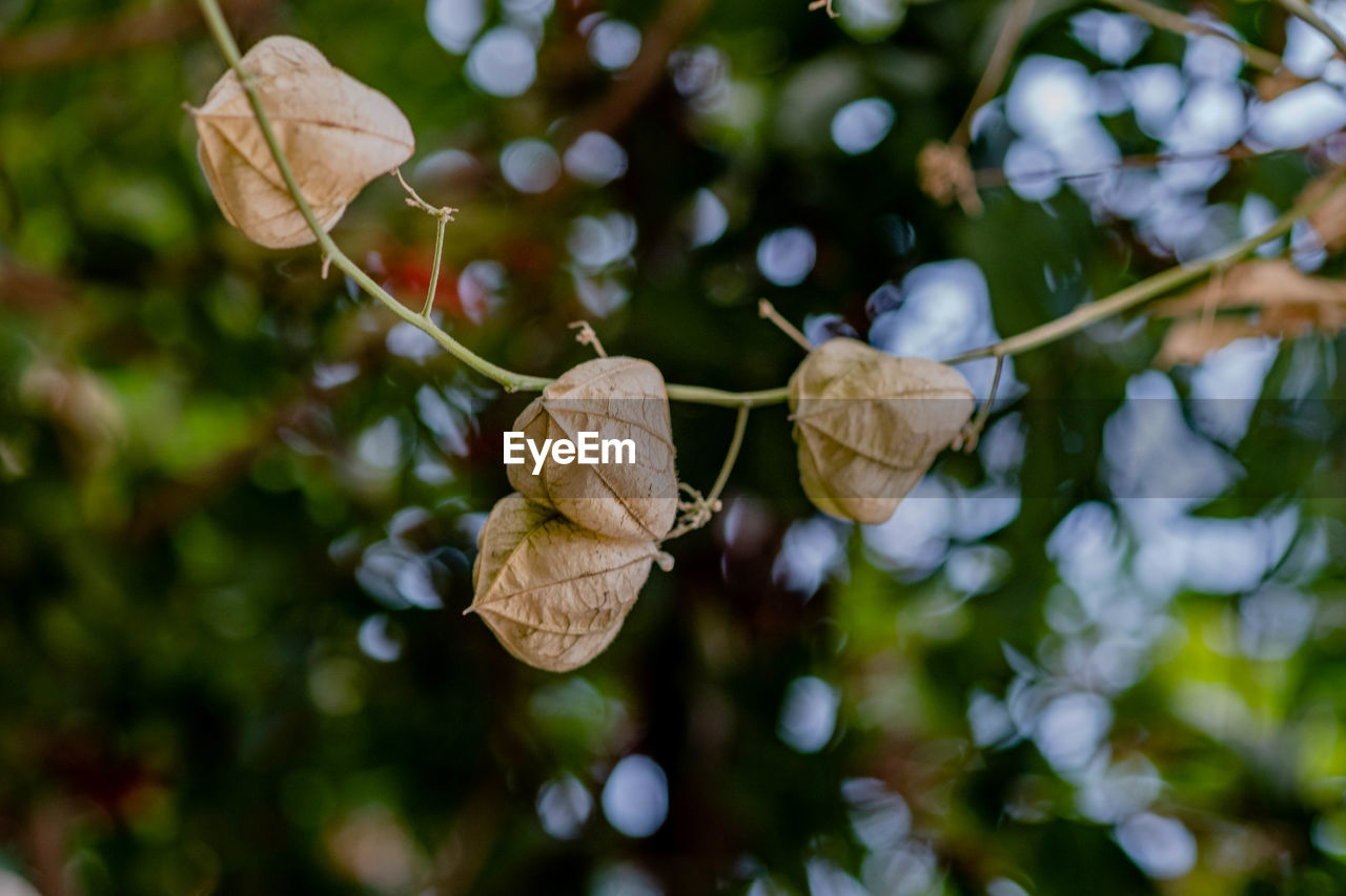 Close-up of flowering plant leaves on tree