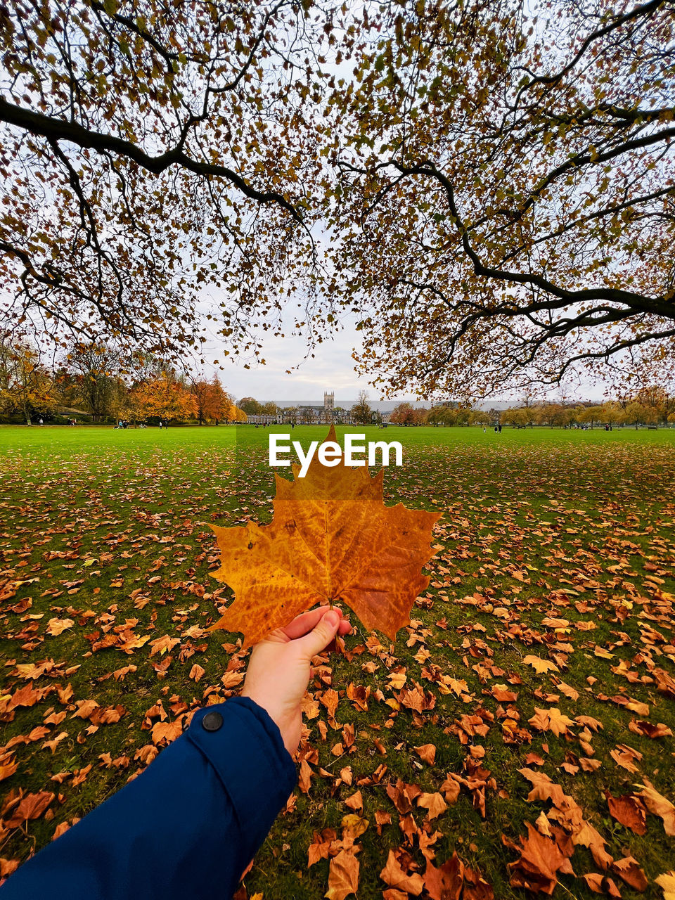 Cropped hand of woman holding leaf