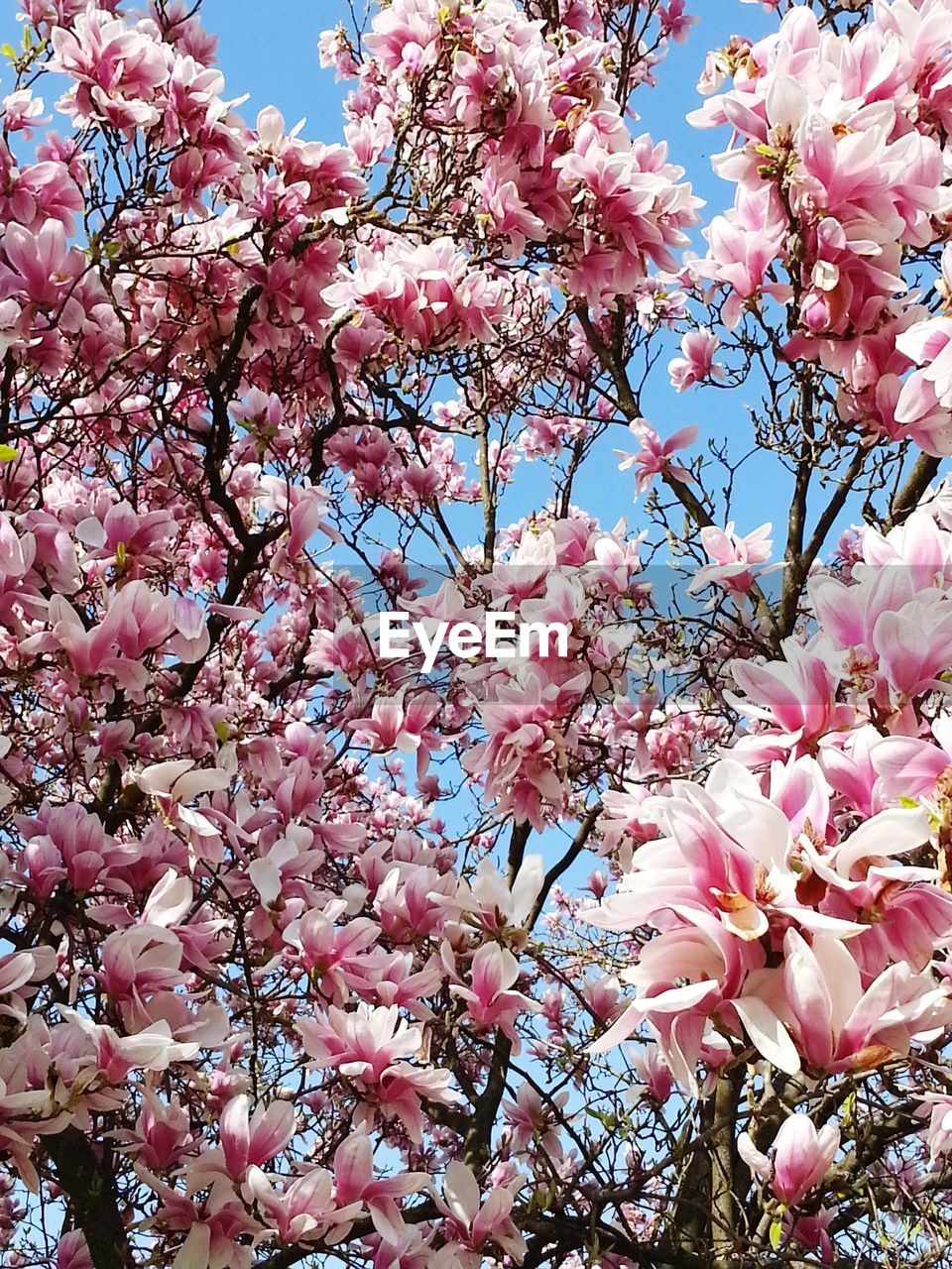 CLOSE-UP OF PINK FLOWERS BLOOMING IN TREE