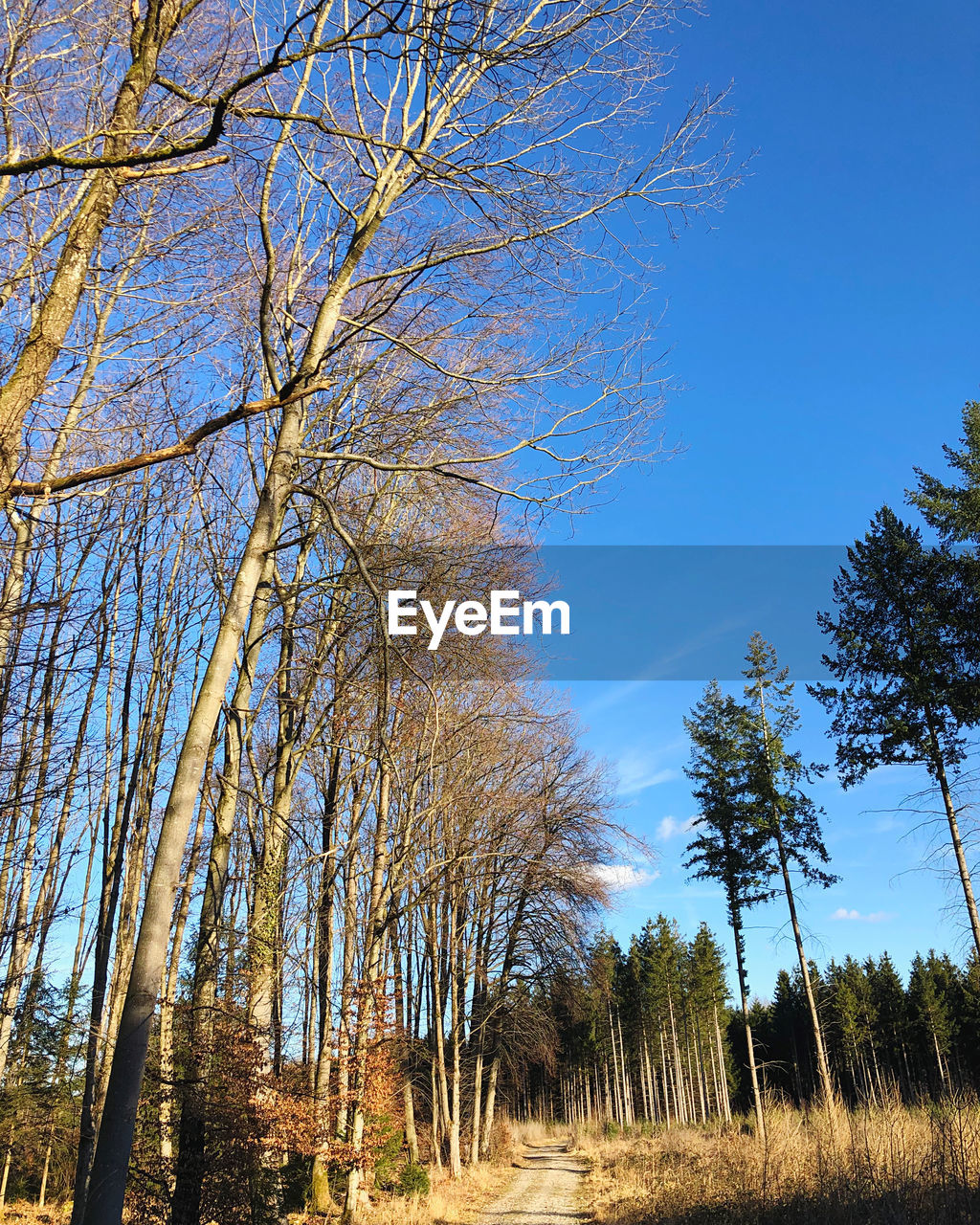 LOW ANGLE VIEW OF TREES AGAINST CLEAR SKY