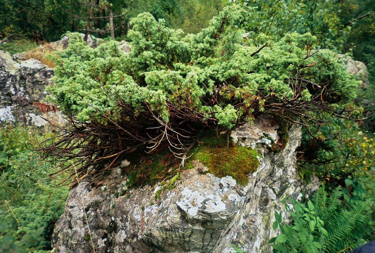 MOSS GROWING IN FOREST