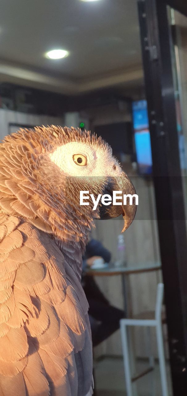 animal, bird, animal themes, one animal, animal wildlife, no people, bird of prey, animal body part, wildlife, focus on foreground, close-up, chicken, nature