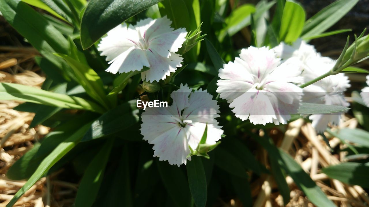 WHITE FLOWERS BLOOMING OUTDOORS