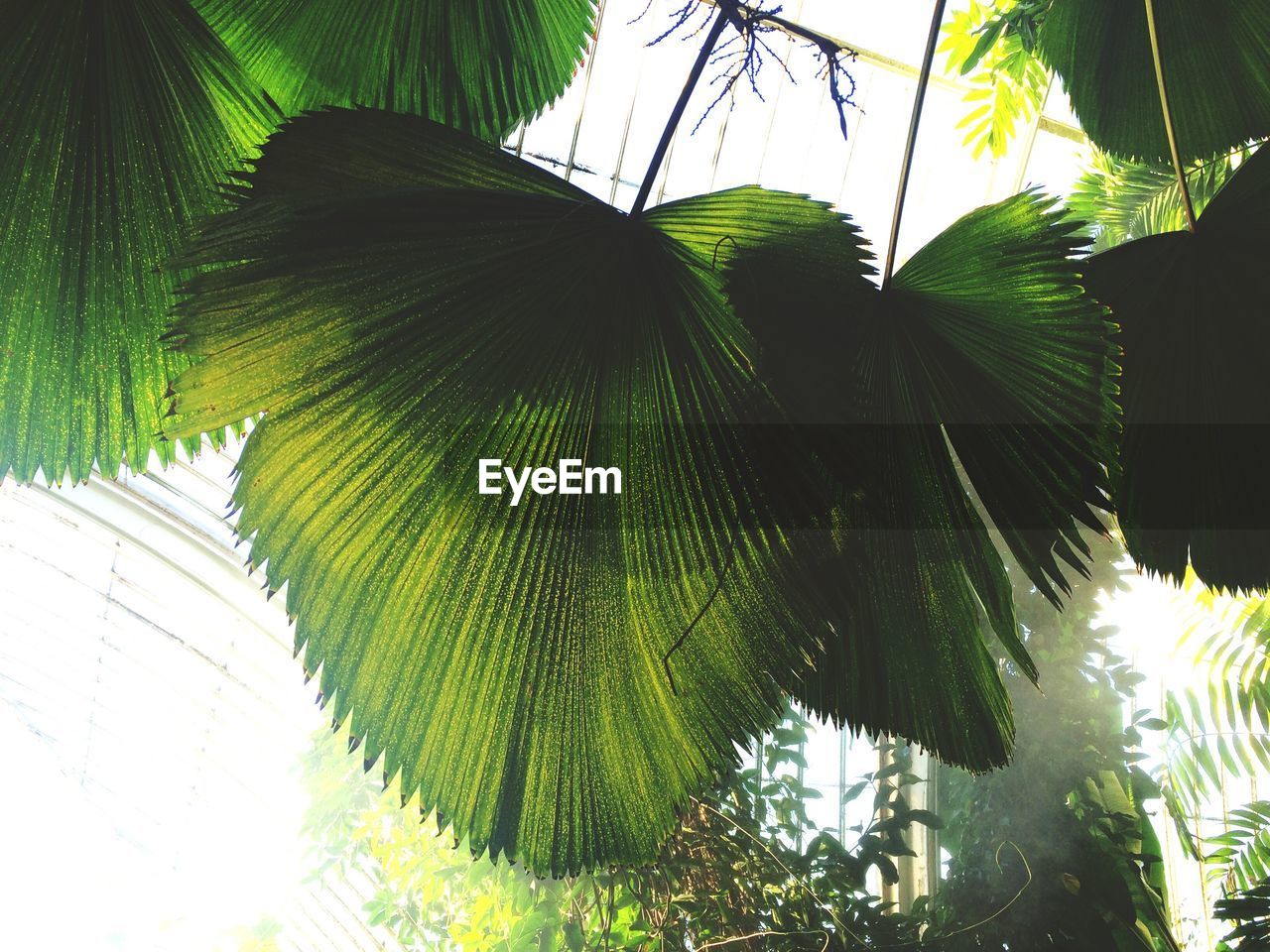 CLOSE-UP OF TREE AGAINST SKY