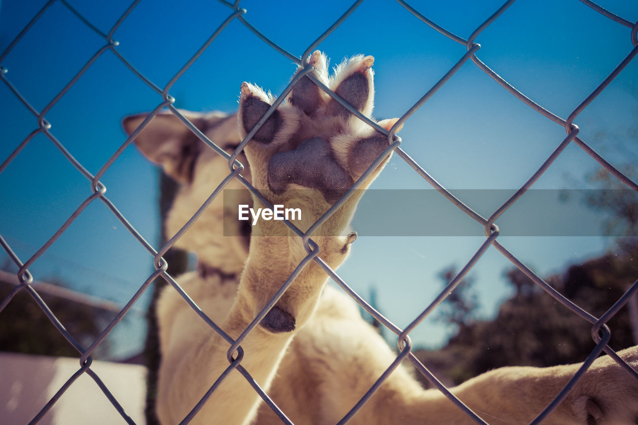 Close-up of dog on chainlink fence against sky