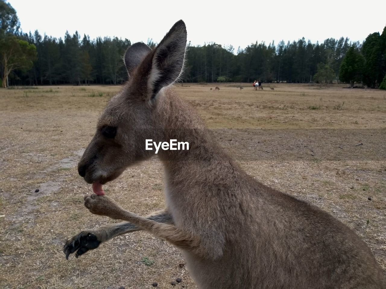 Side view of kangaroo licking body part on land