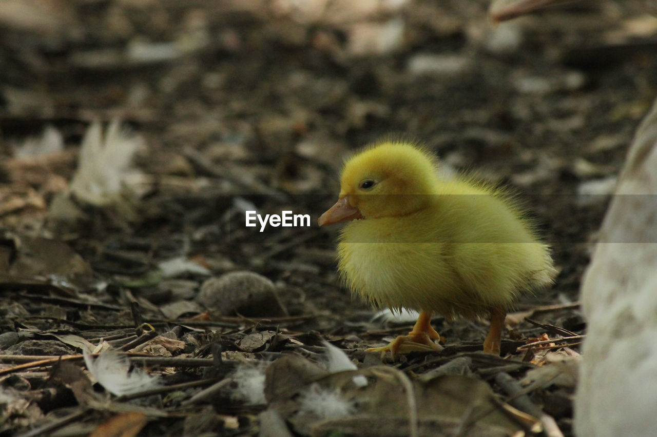 Close-up of a bird on field