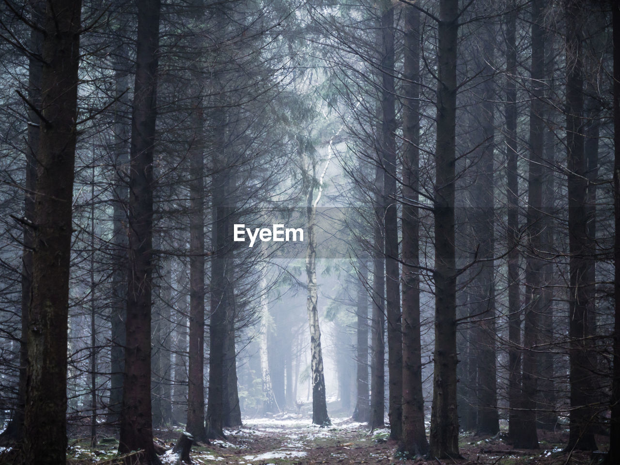 Trees in forest during winter