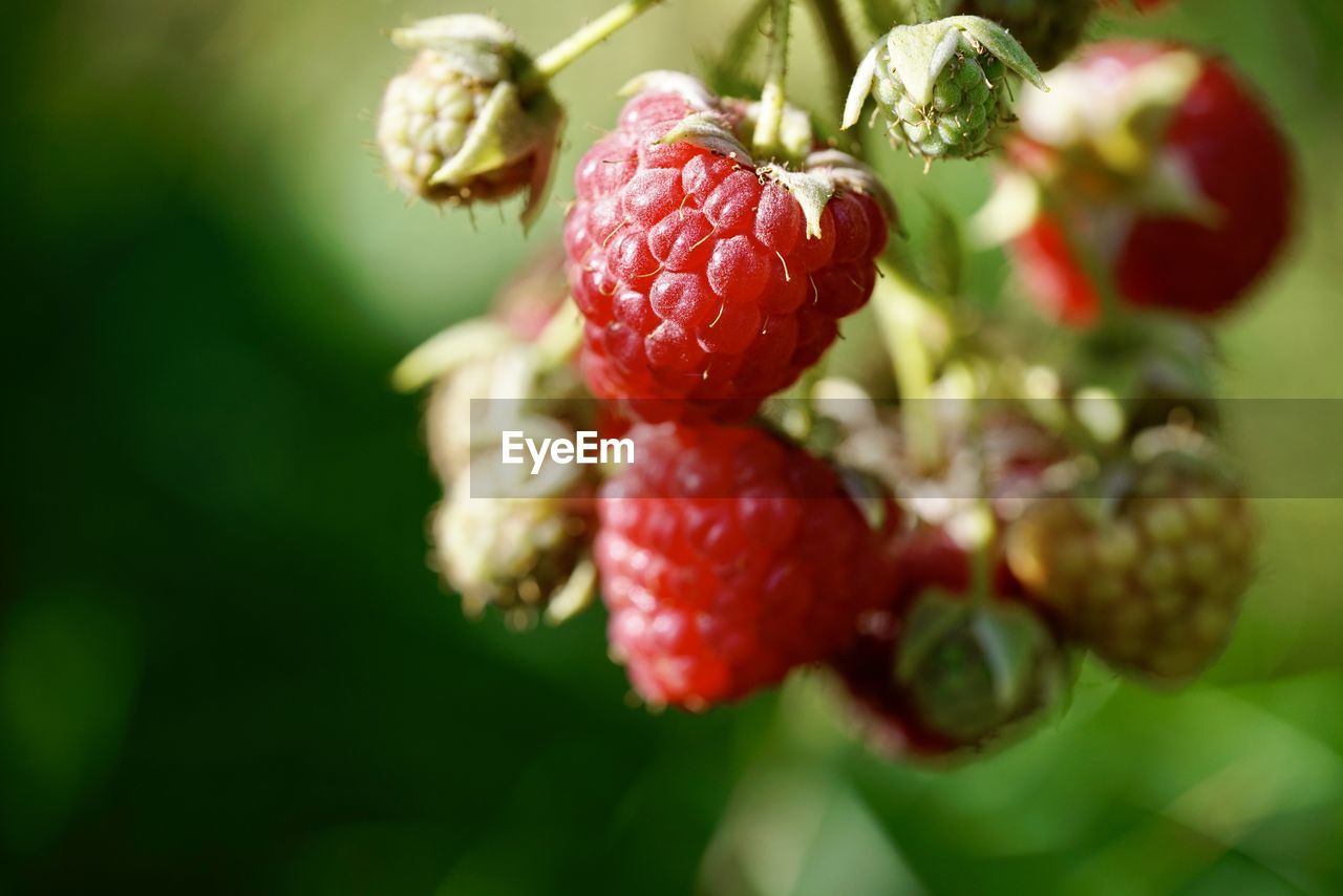 Close-up of strawberry on plant