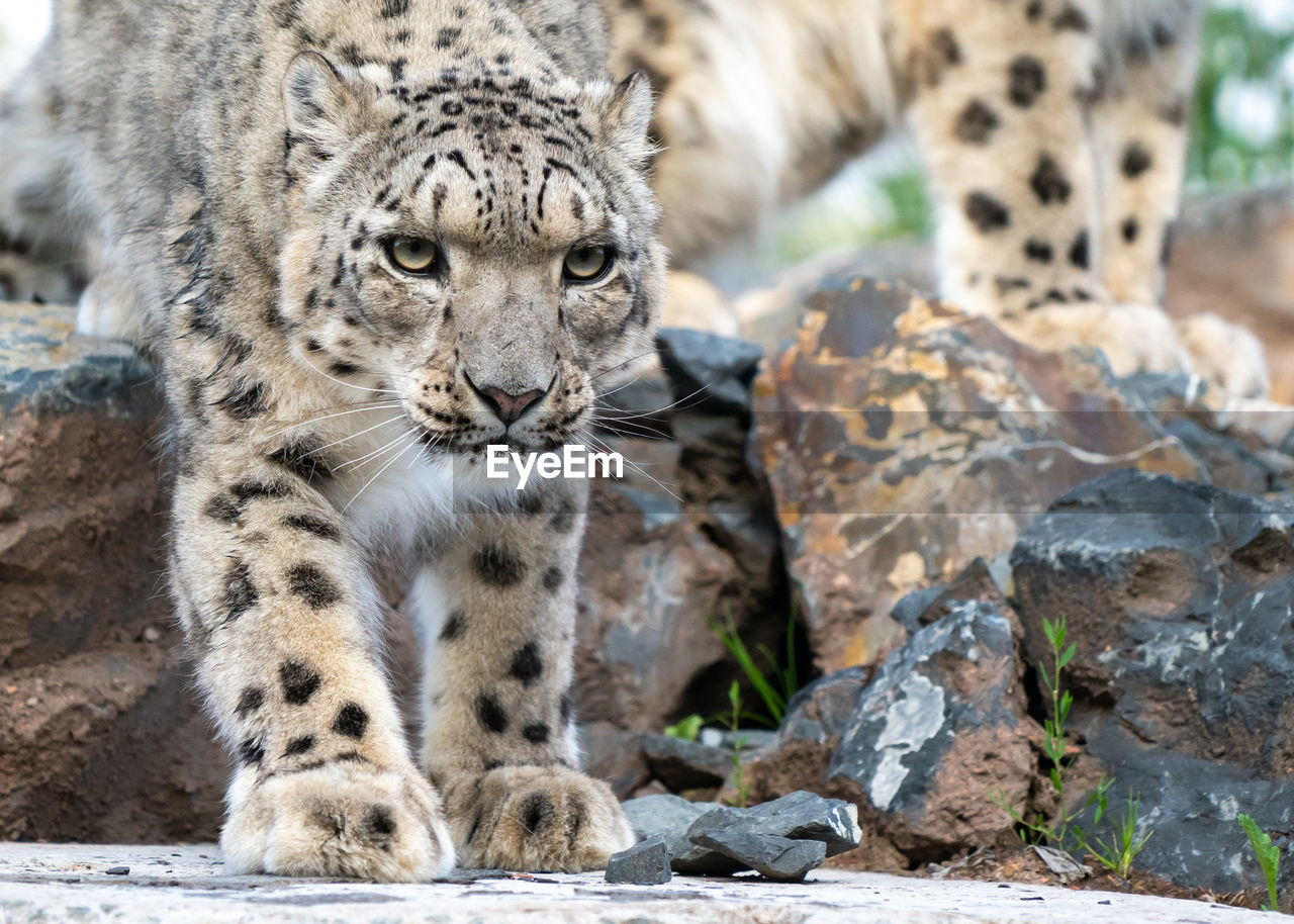 Snow leopard