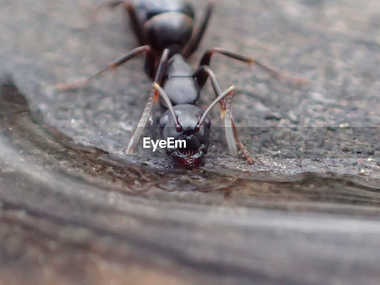 CLOSE-UP OF HOUSEFLY ON GROUND