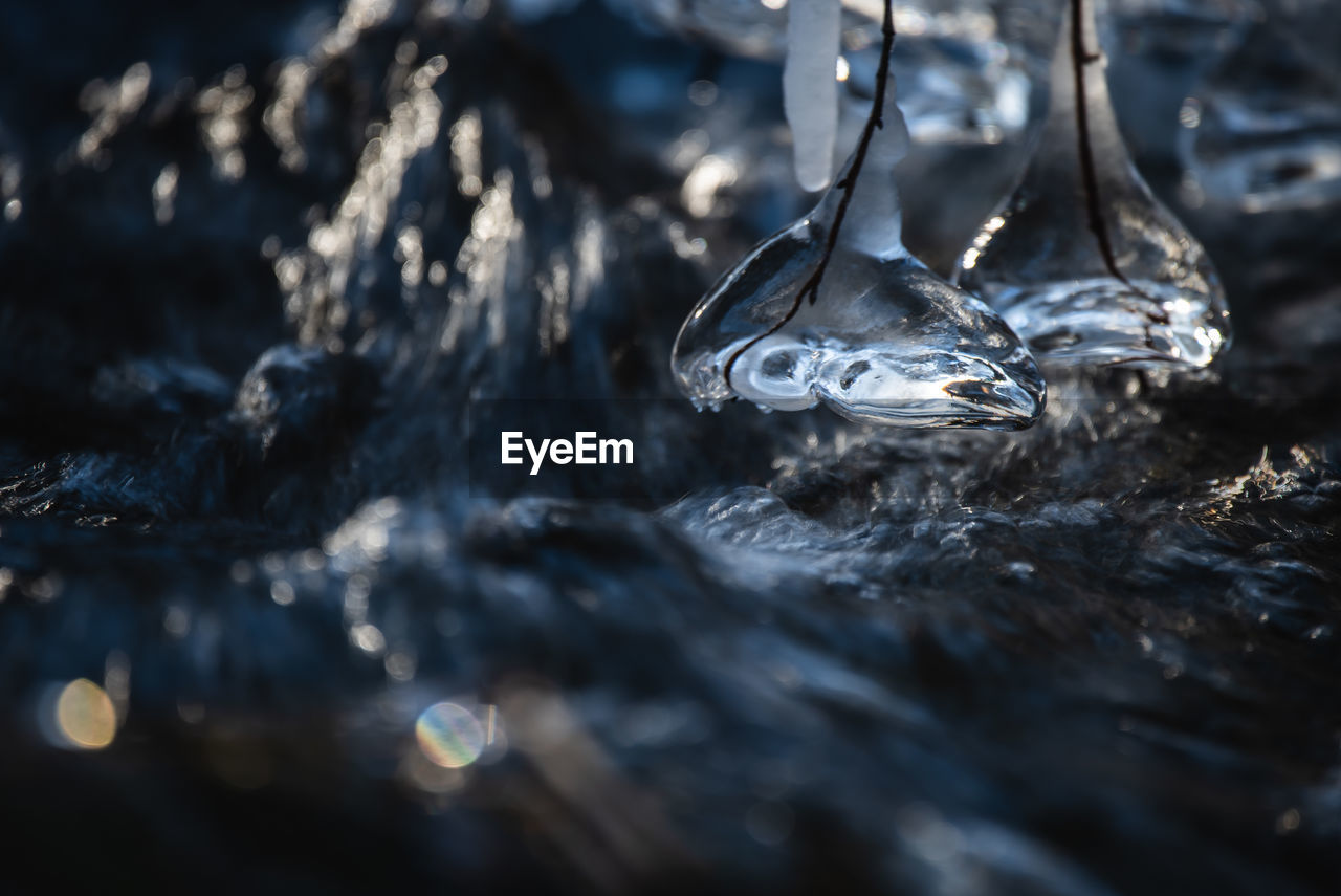 CLOSE-UP OF WET FISH ON ICE