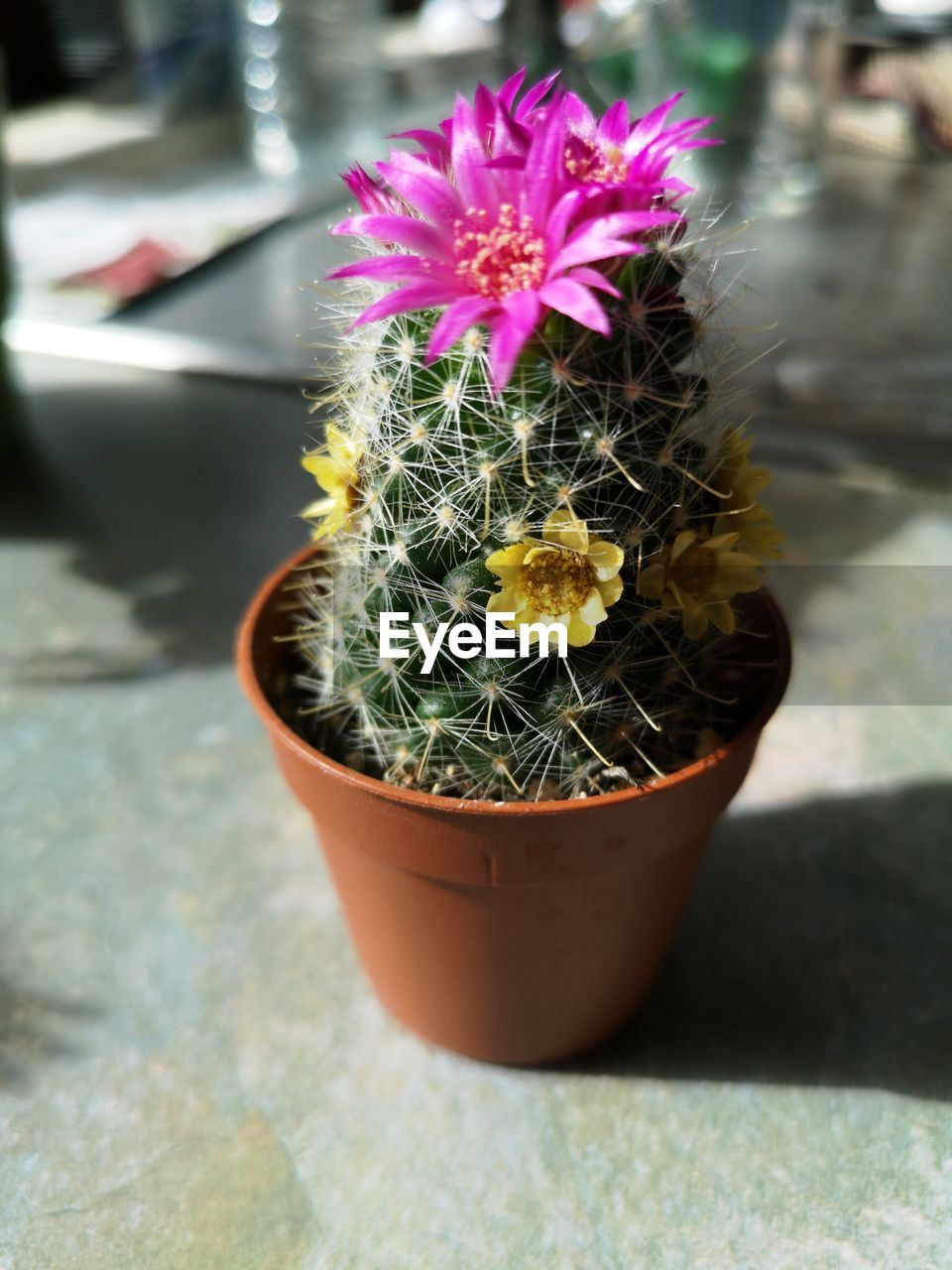 Close-up of potted plant