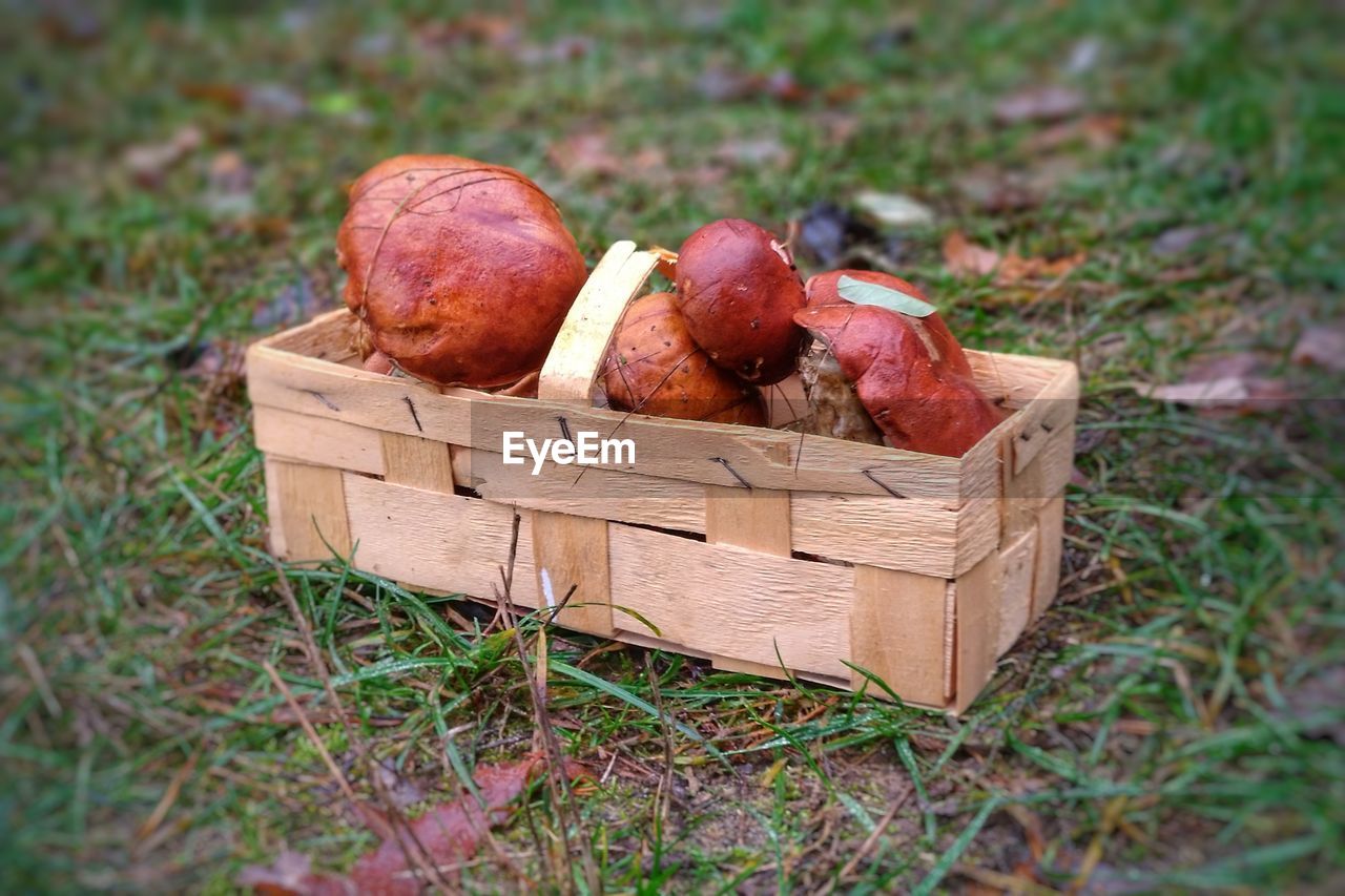 food and drink, food, container, healthy eating, freshness, basket, wellbeing, land, grass, field, fruit, no people, plant, nature, day, still life, vegetable, close-up, mushroom, edible mushroom, outdoors, natural condition