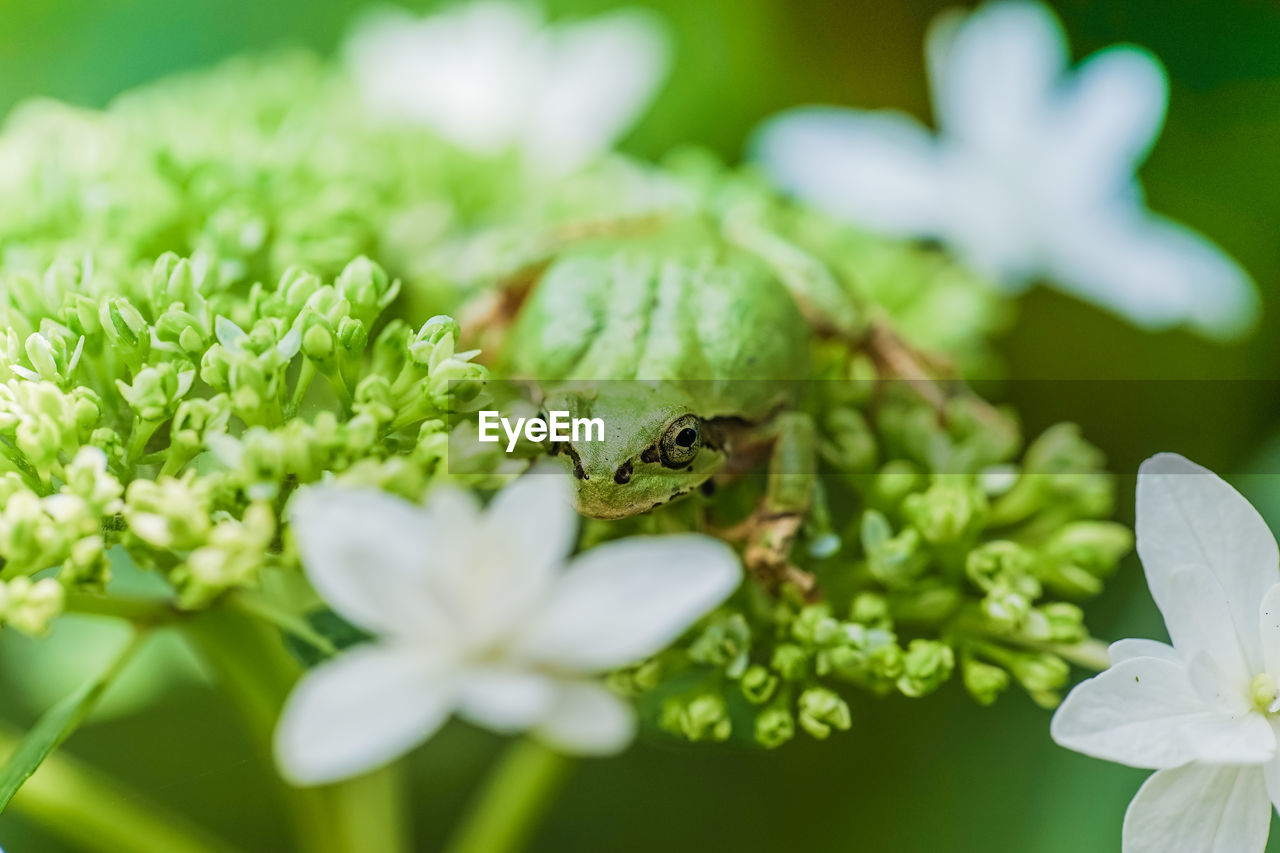 CLOSE-UP OF INSECT ON WHITE FLOWERING PLANT