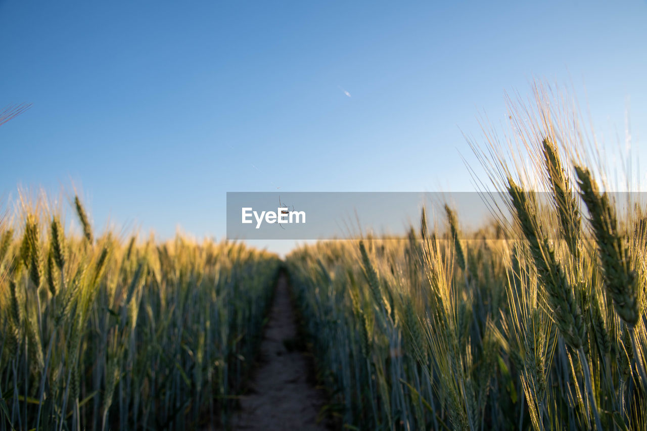 CROPS GROWING ON FARM AGAINST SKY